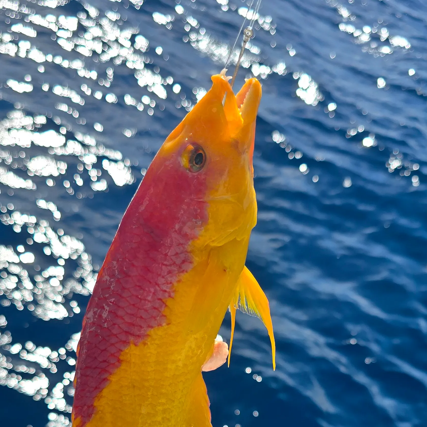 The most recent Spanish hogfish catches on Fishbrain