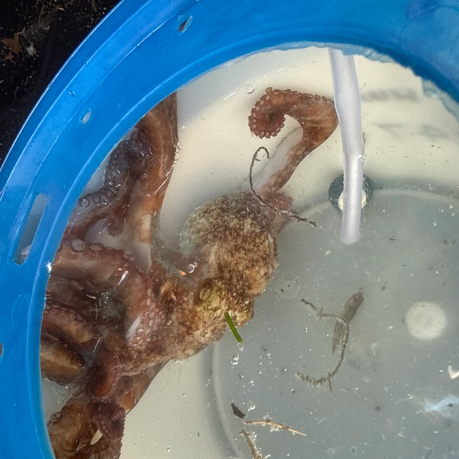 The most recent Common octopus catches on Fishbrain