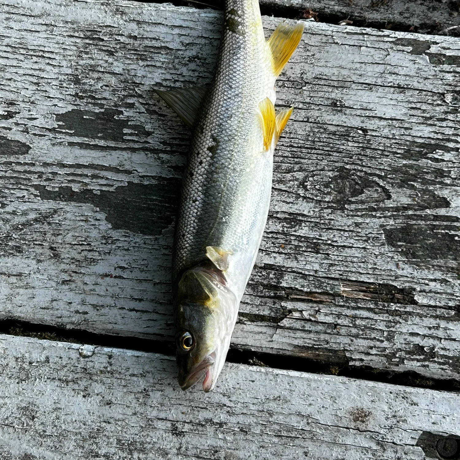 The most recent Coastal cutthroat trout catches on Fishbrain