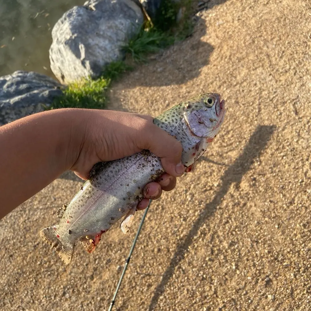 Rainbow trout caught on Fishbrain