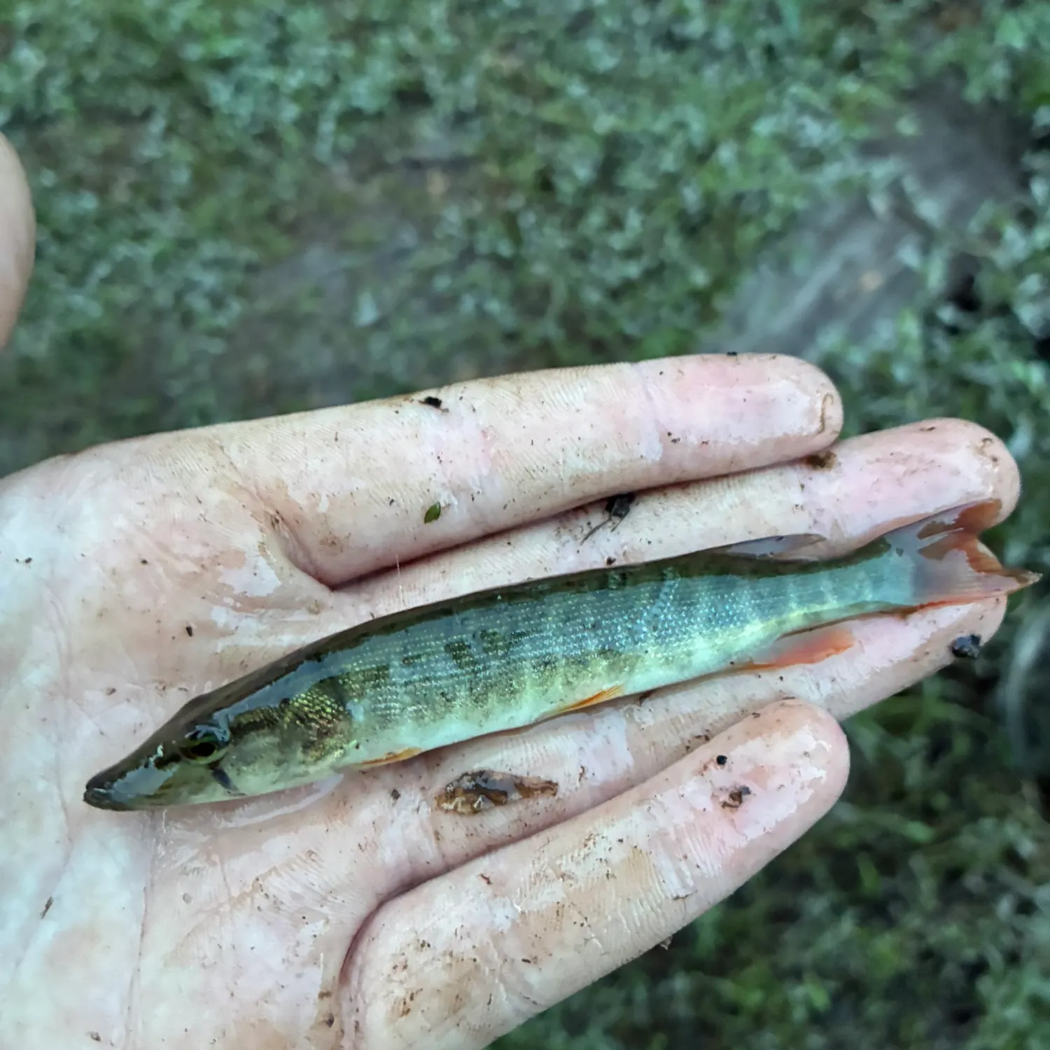 The most recent Redfin pickerel catches on Fishbrain