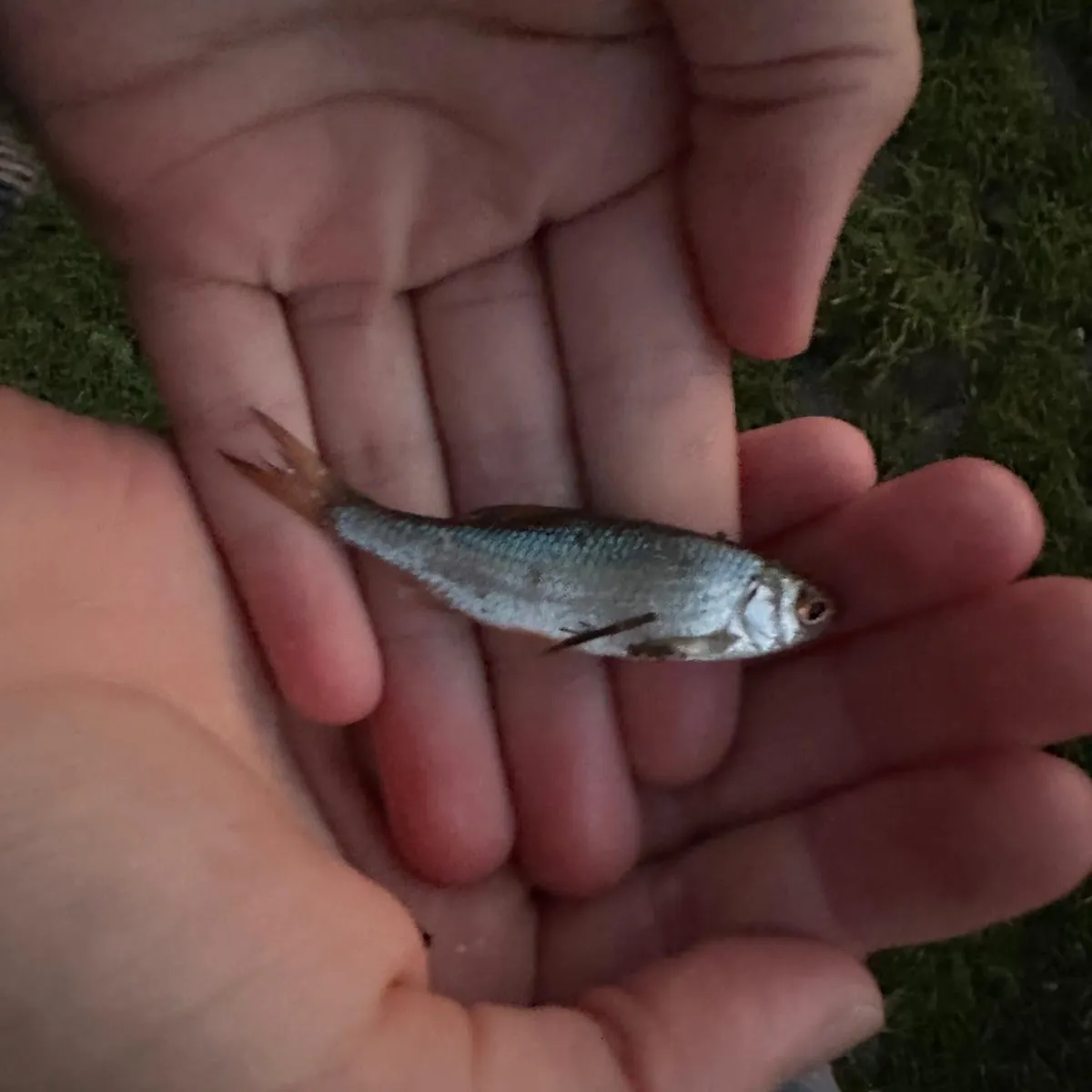 Common roach caught on Fishbrain
