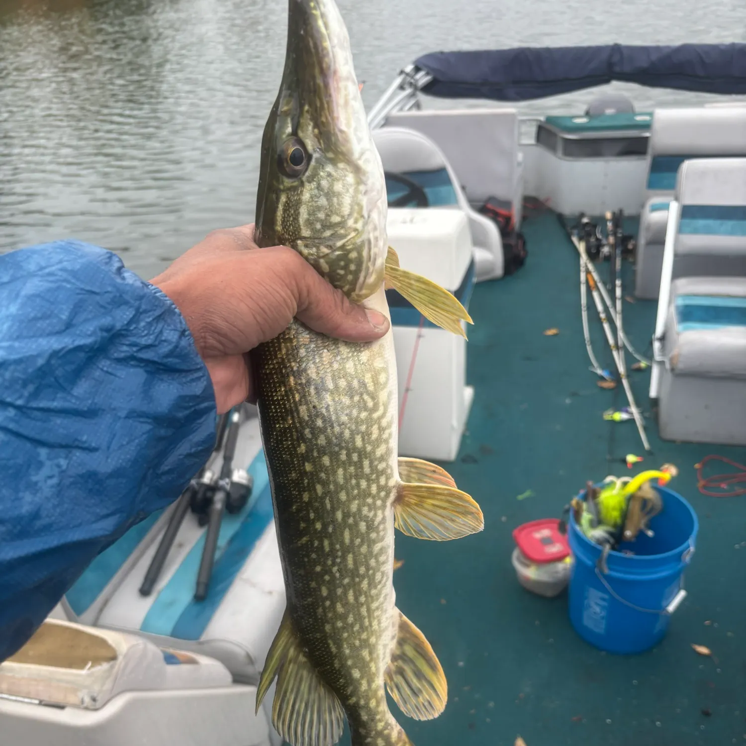 Northern pike caught on Fishbrain