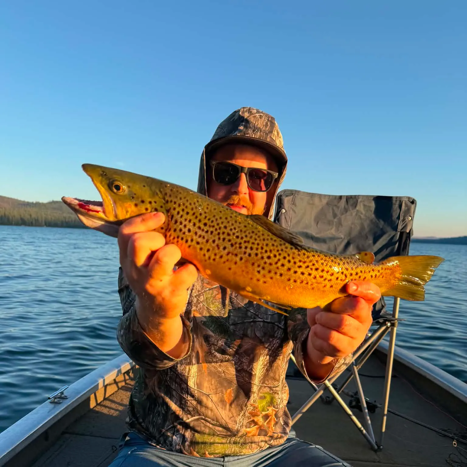 Brown trout caught on Fishbrain