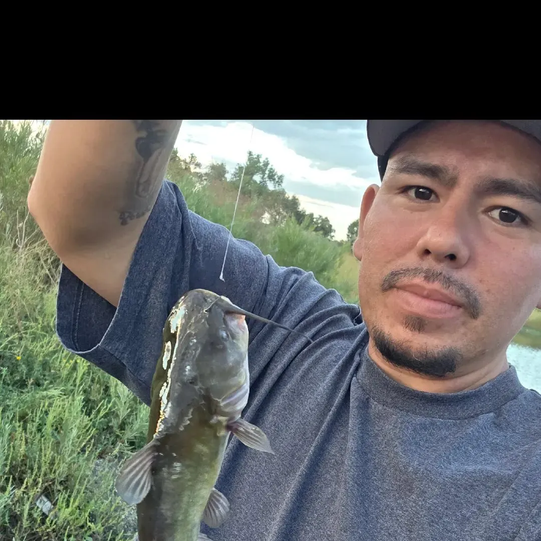 Fish caught on Fishbrain
