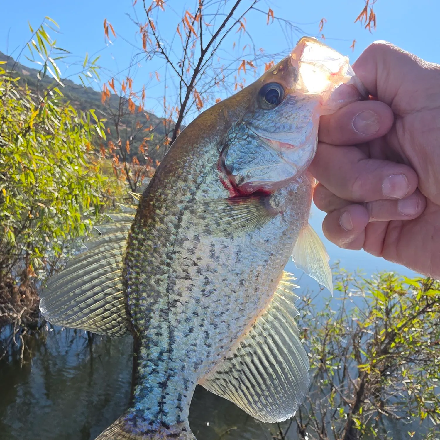Black crappie caught on Fishbrain