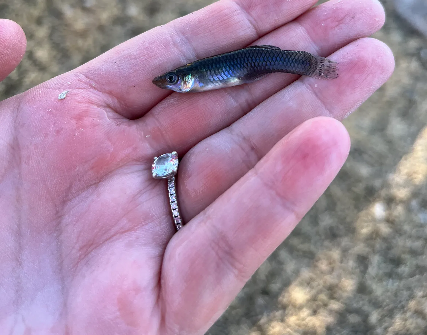 Western mosquitofish