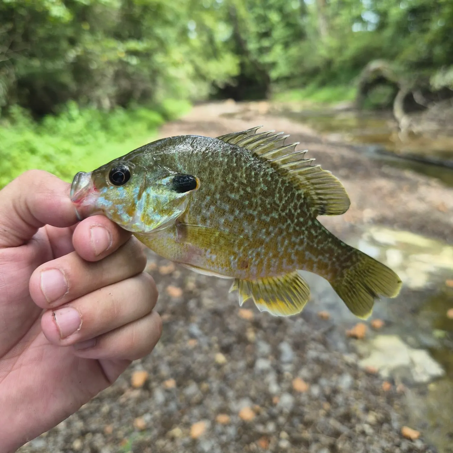 The most recent Longear x green sunfish catches on Fishbrain