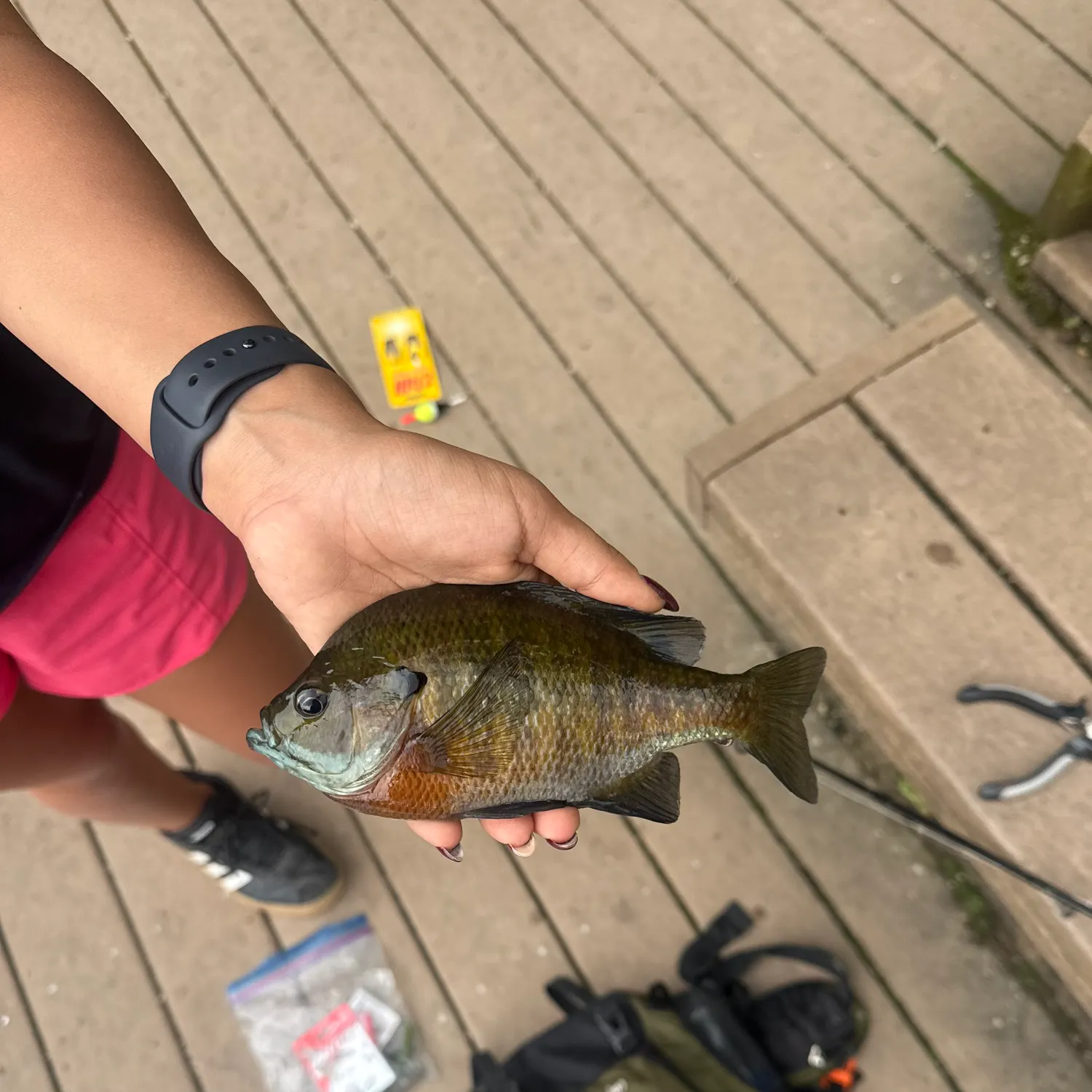 recently logged catches