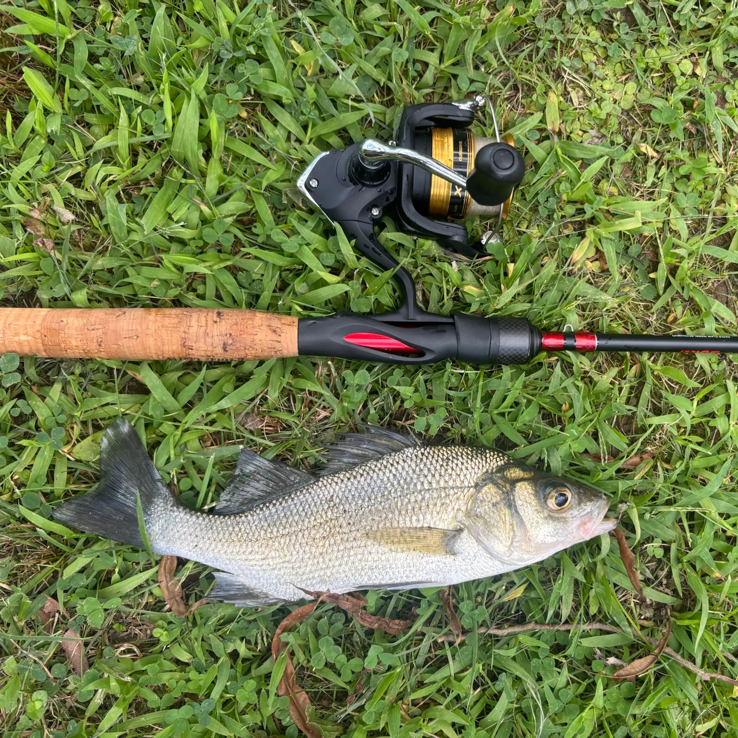 White perch caught on Fishbrain