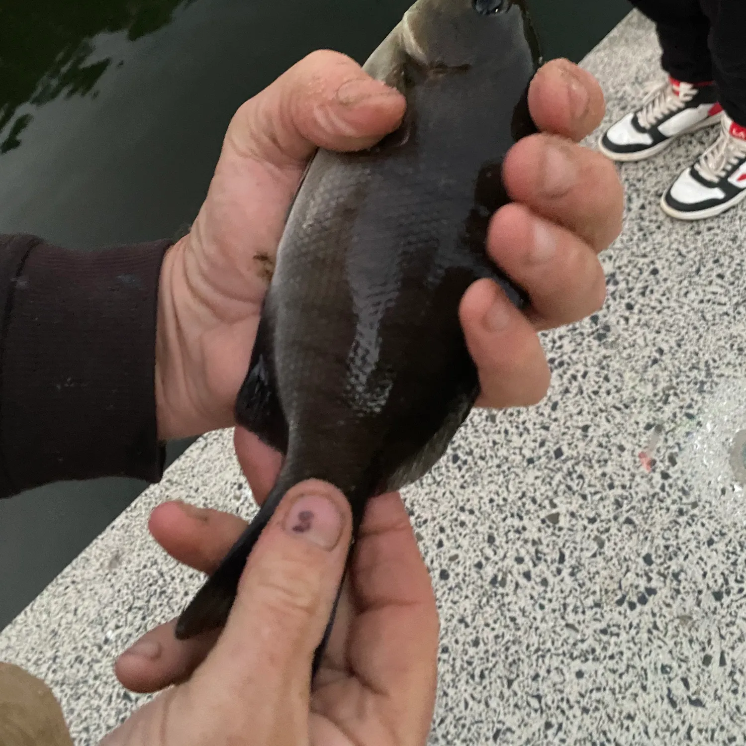 The most recent Luderick catches on Fishbrain