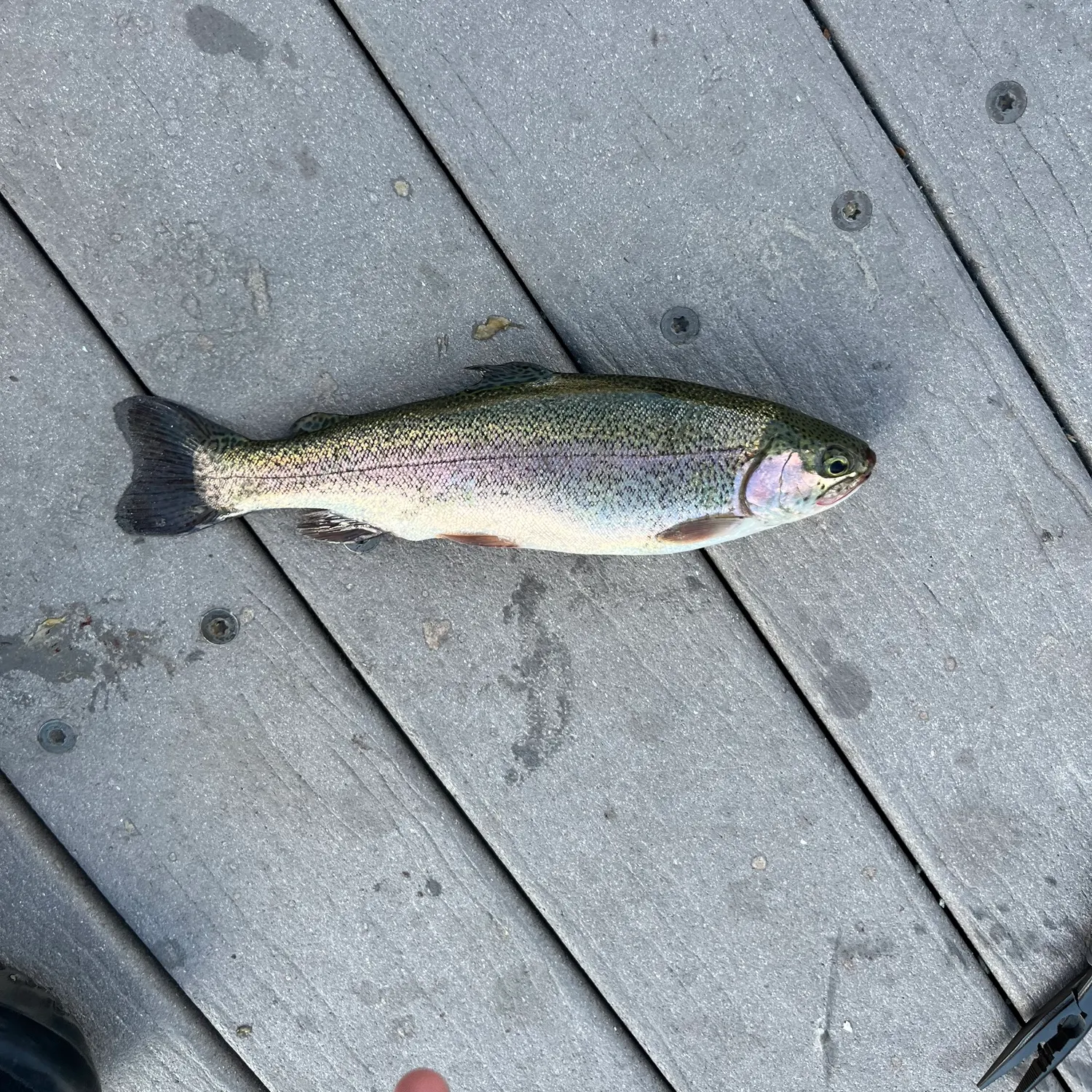 Rainbow trout caught on Fishbrain