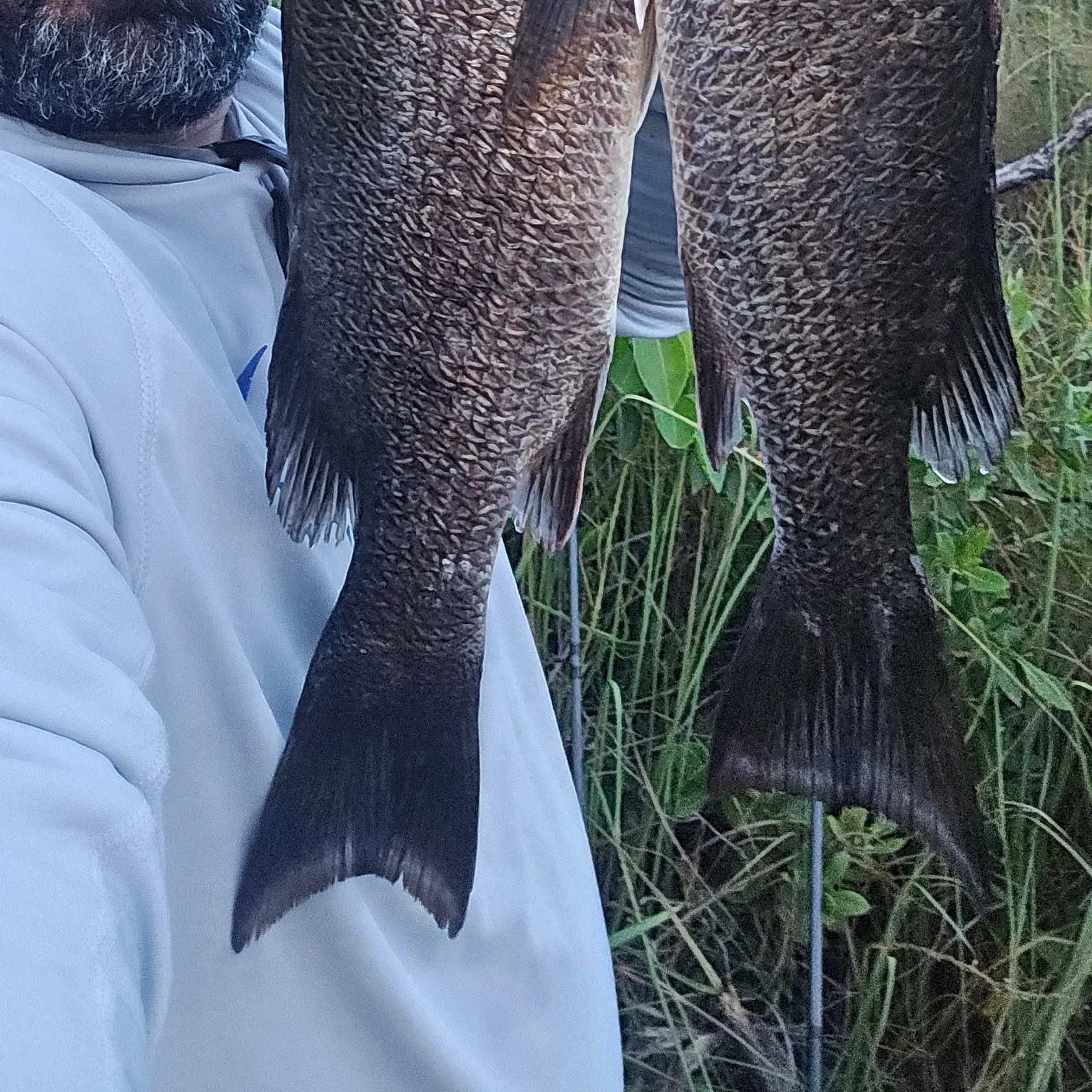 Mangrove snapper caught on Fishbrain