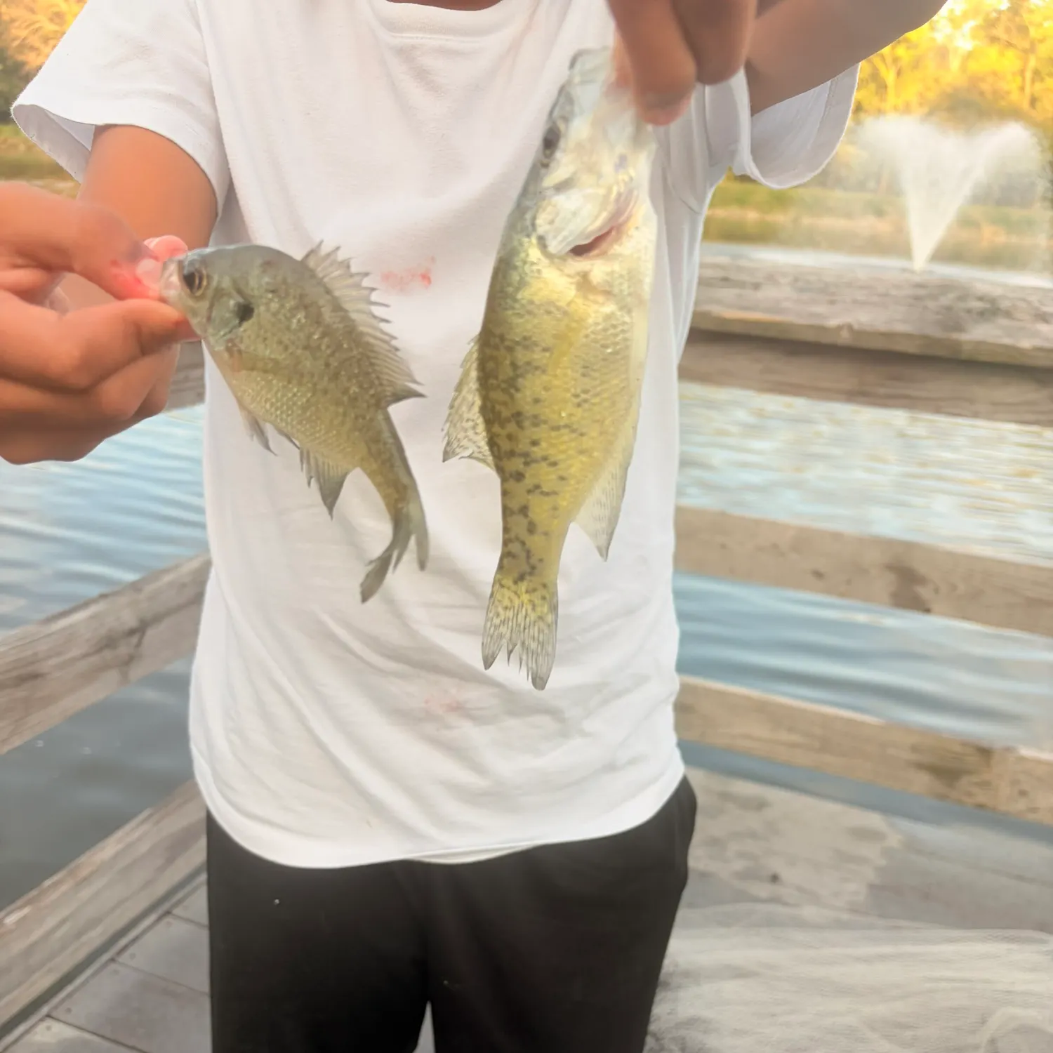 Bluegill caught on Fishbrain