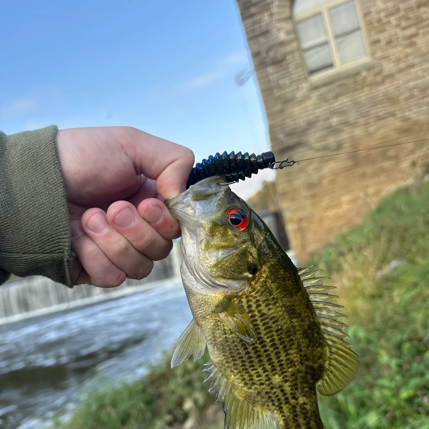 Rock bass caught on Fishbrain