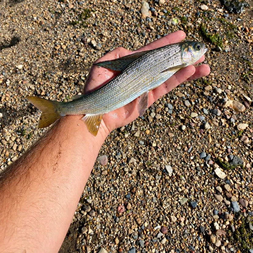 Arctic grayling caught on Fishbrain