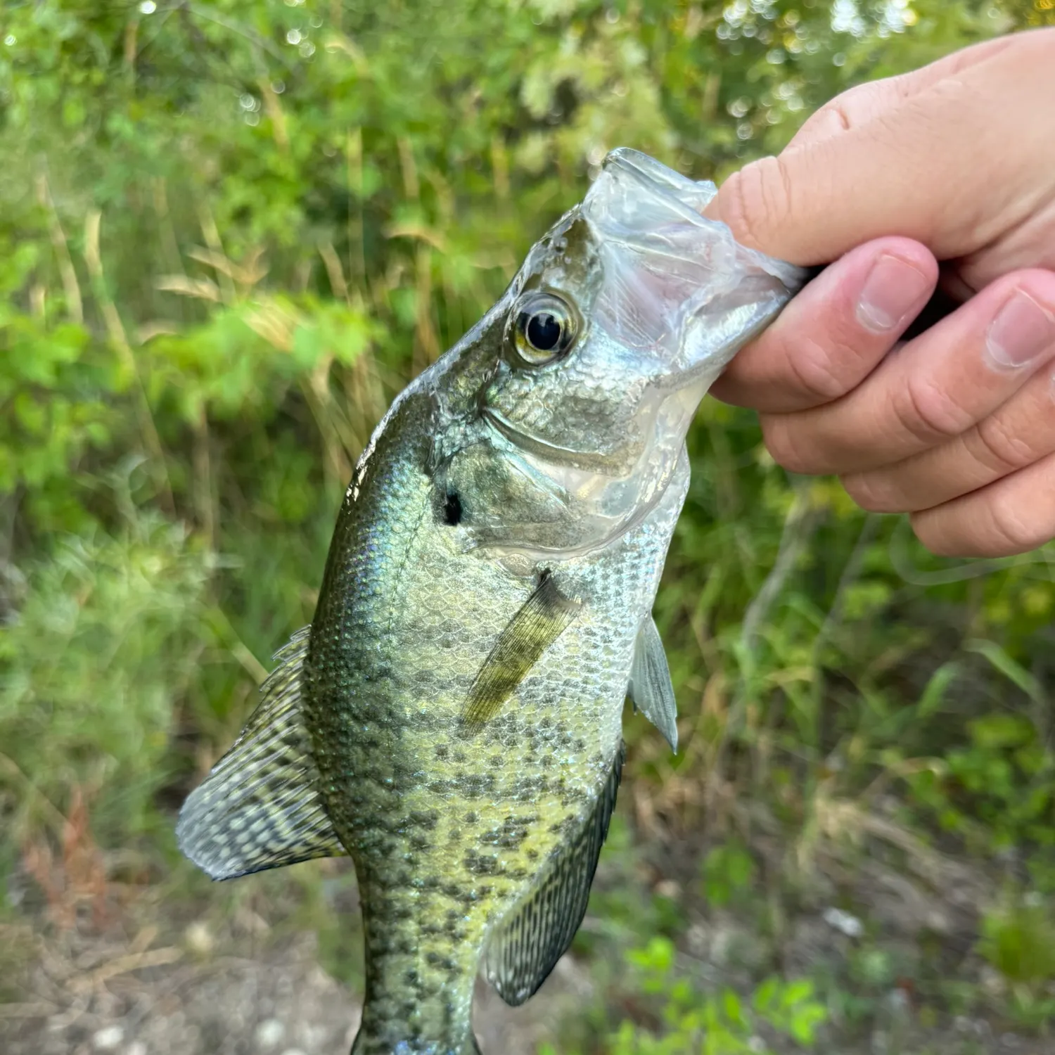 The most recent White crappie catches on Fishbrain
