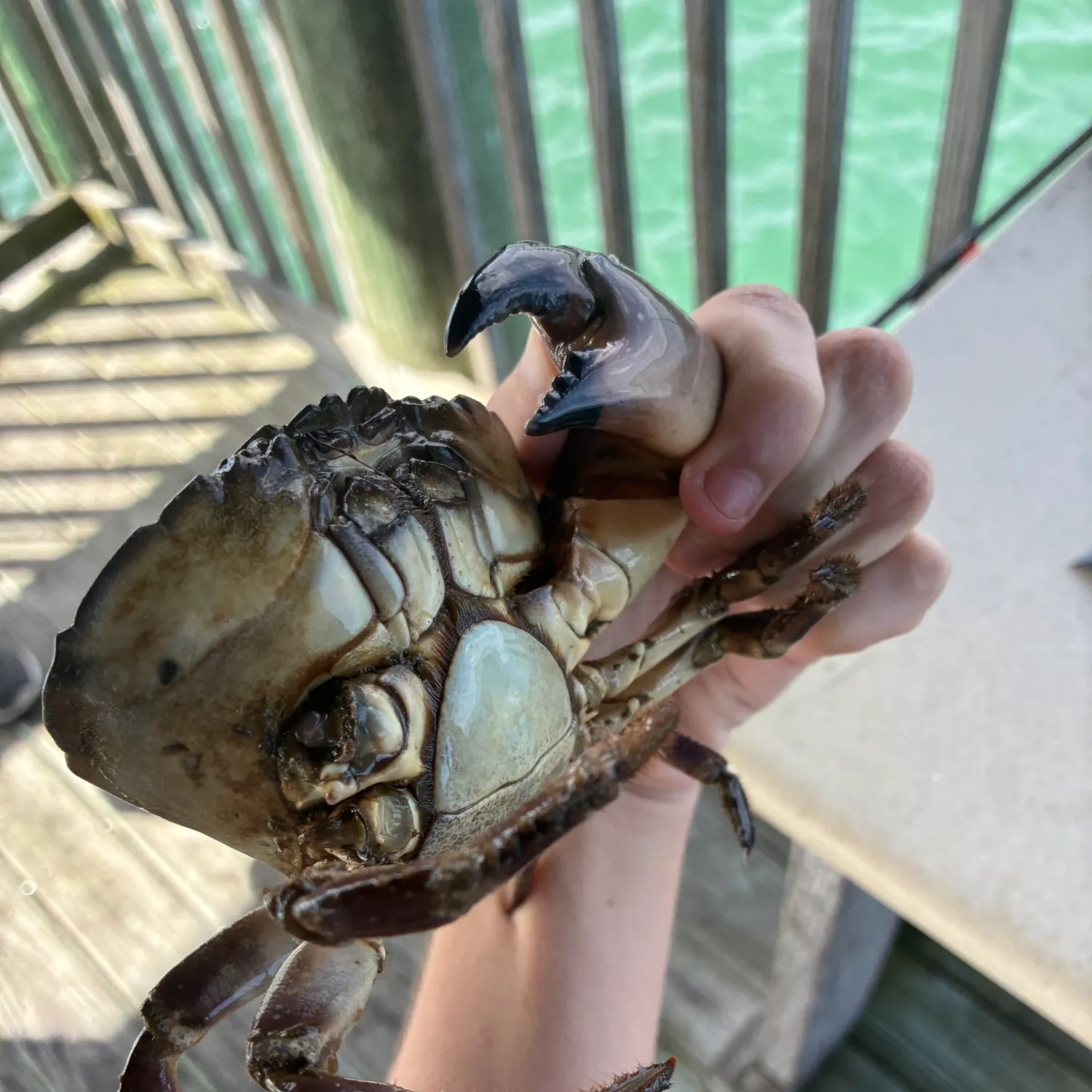 The most recent Florida stone crab catches on Fishbrain