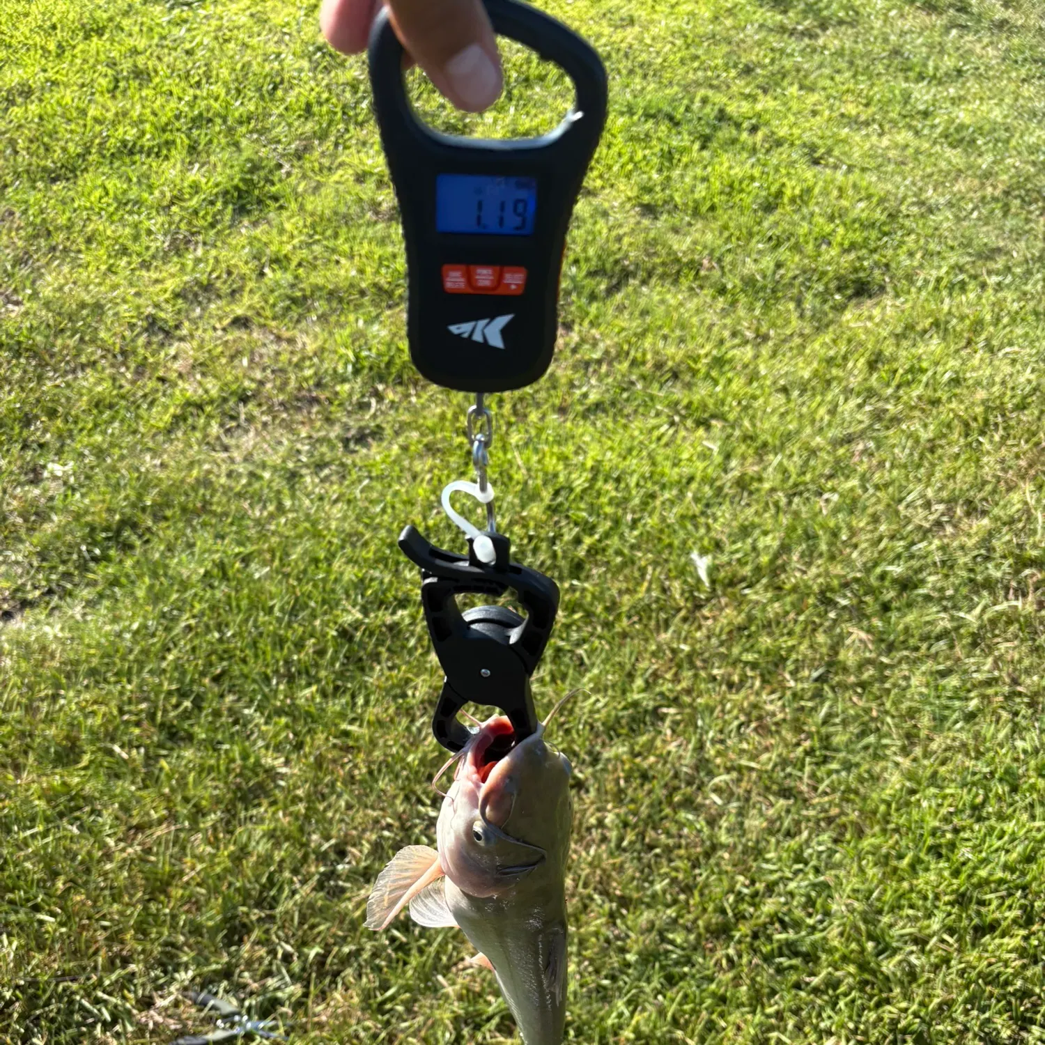 Channel catfish caught on Fishbrain