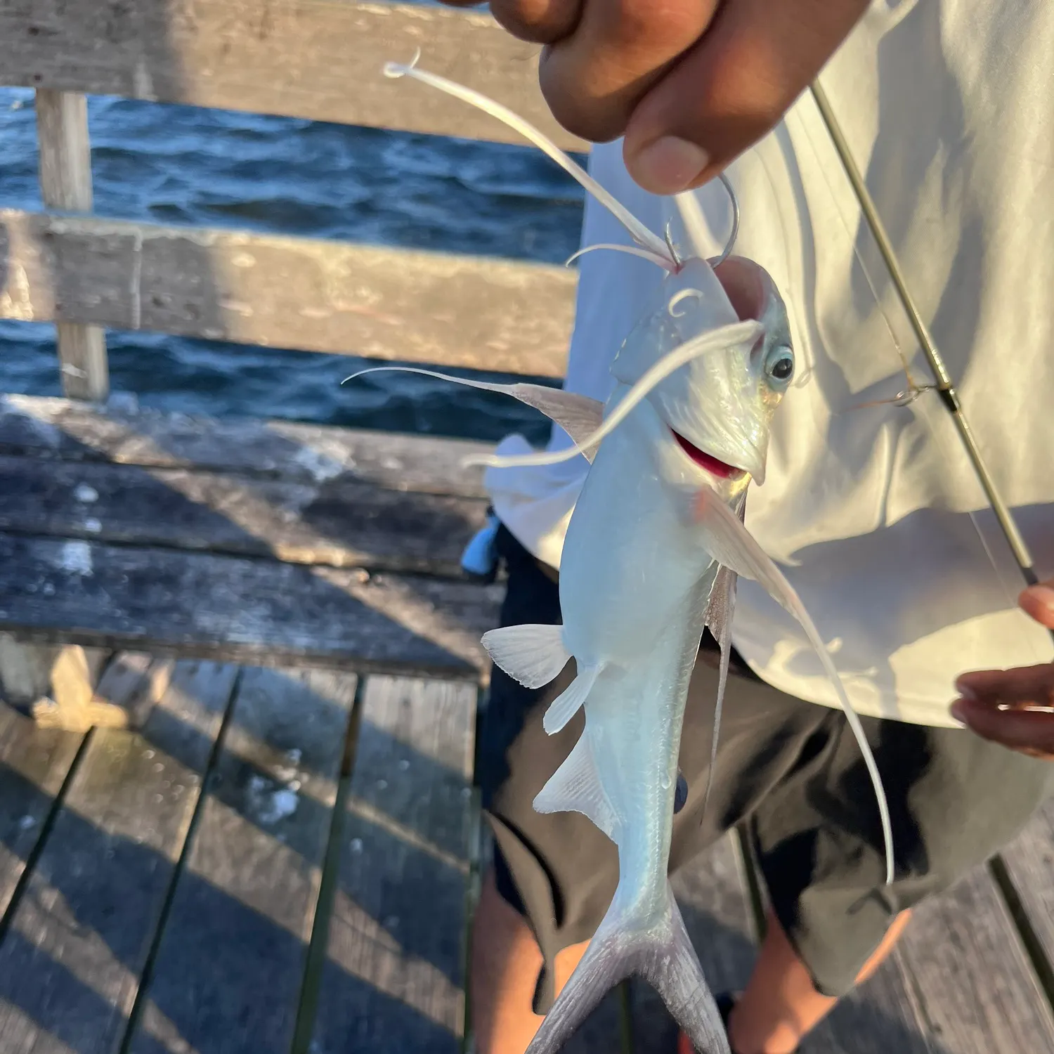 Gafftopsail sea catfish caught on Fishbrain