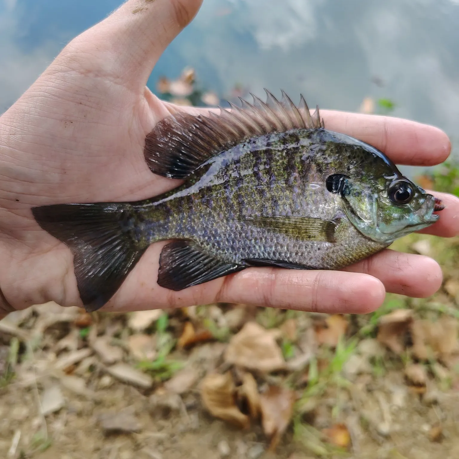 Bluegill caught on Fishbrain