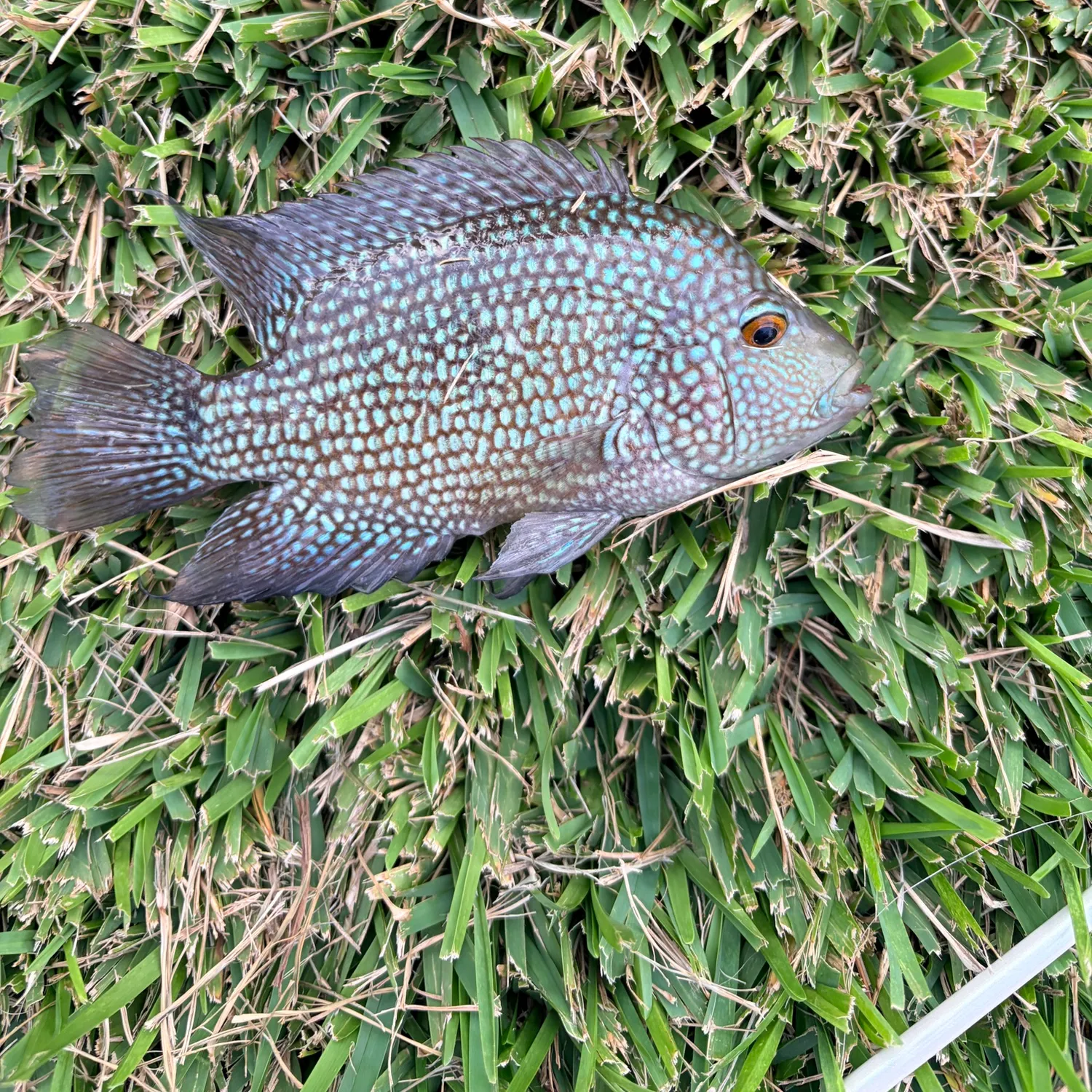 Rio Grande cichlid caught on Fishbrain