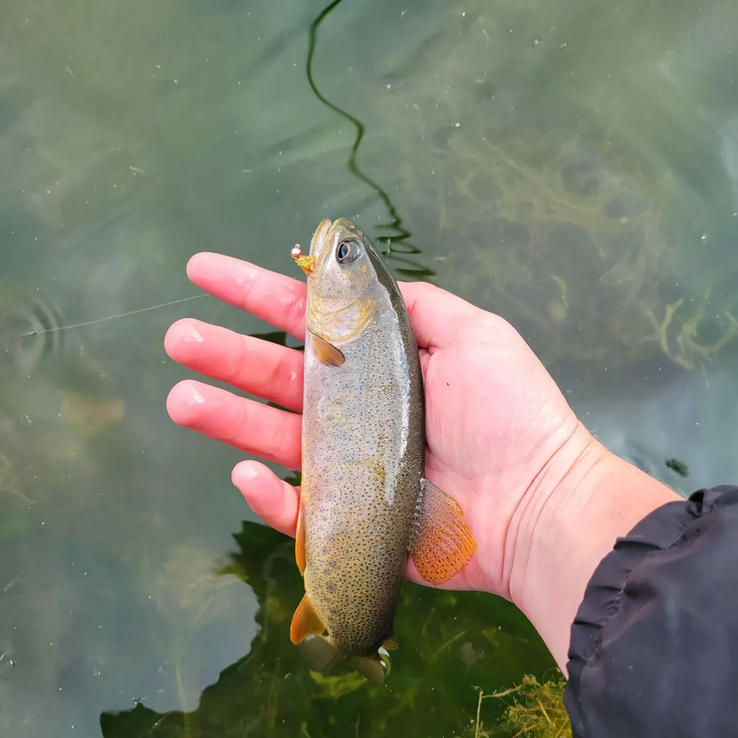 Cutthroat trout caught on Fishbrain