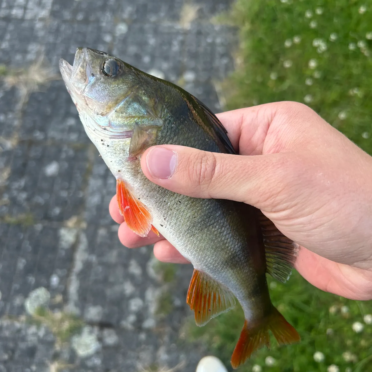 European perch caught on Fishbrain