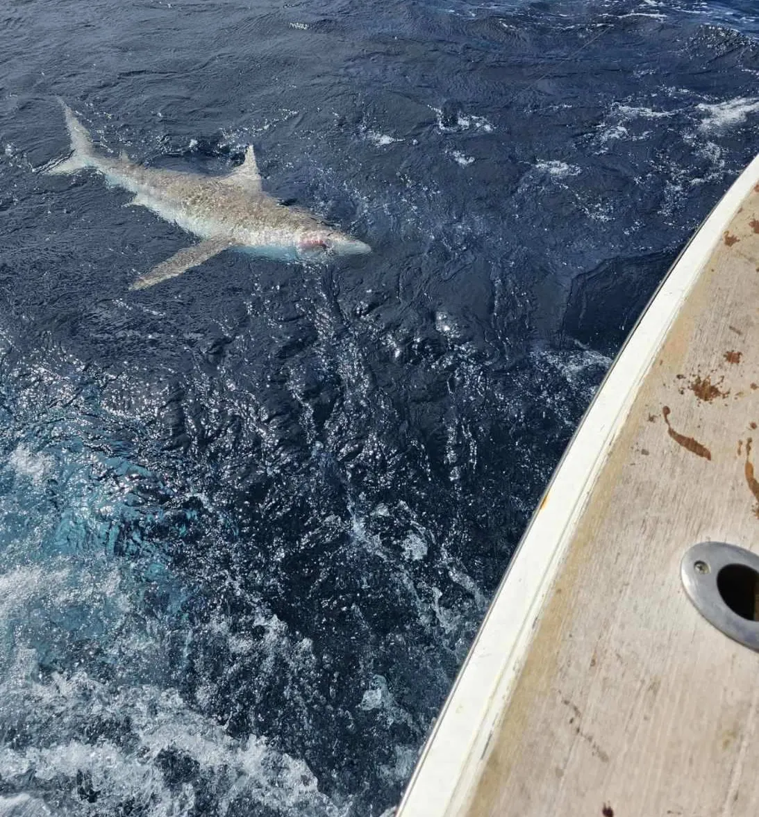 Dusky shark