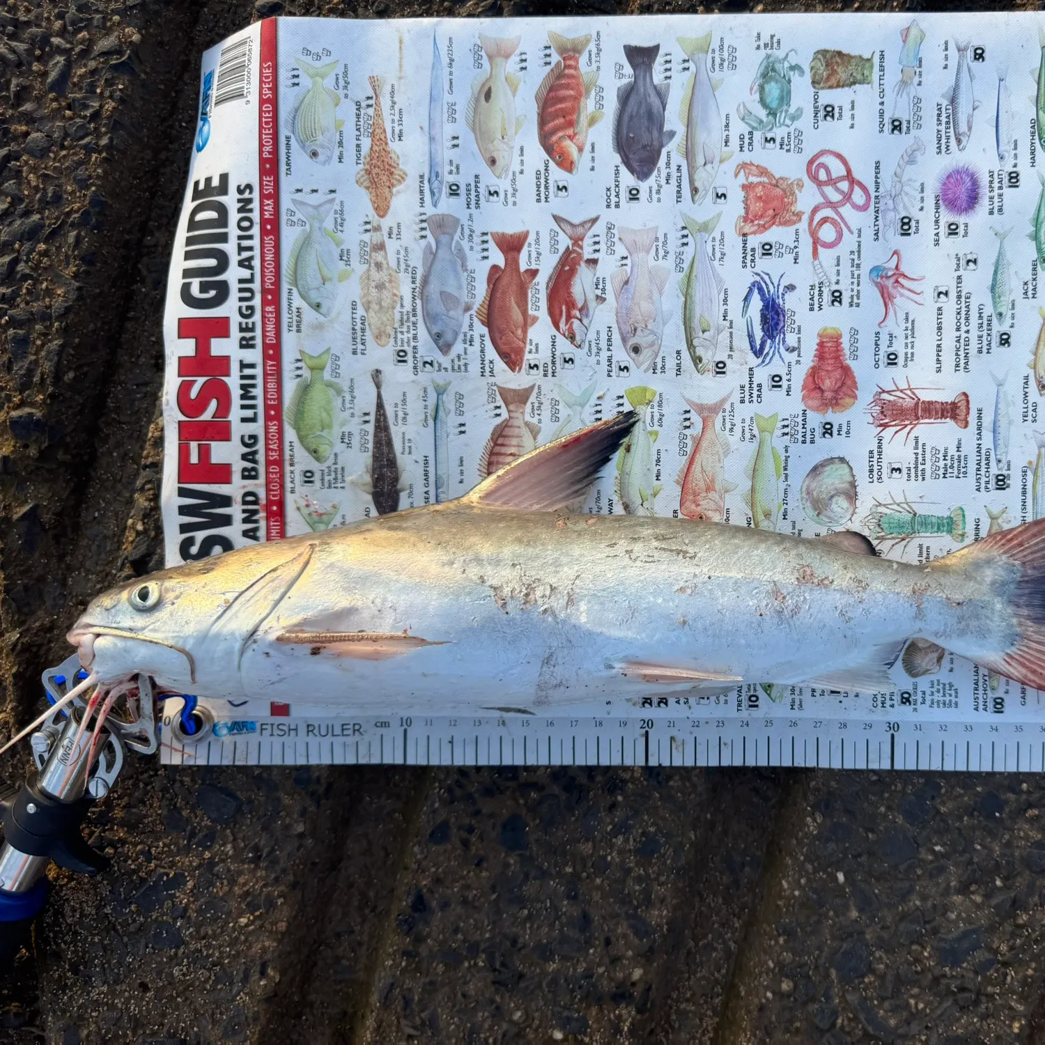 The most recent Hardhead sea catfish catches on Fishbrain