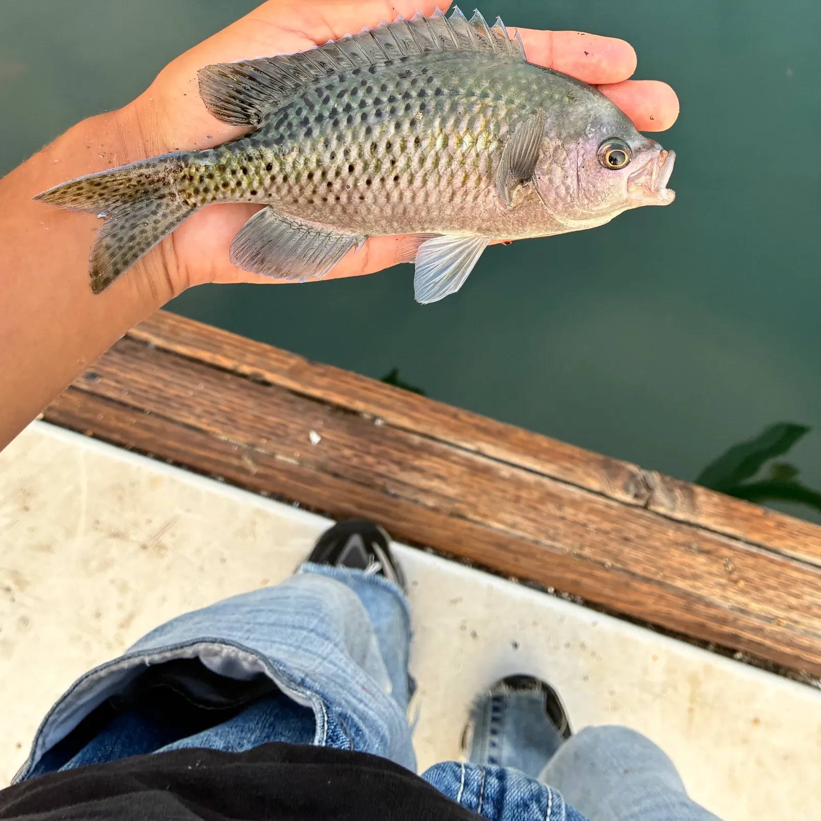 The most recent Blacksmith catches on Fishbrain