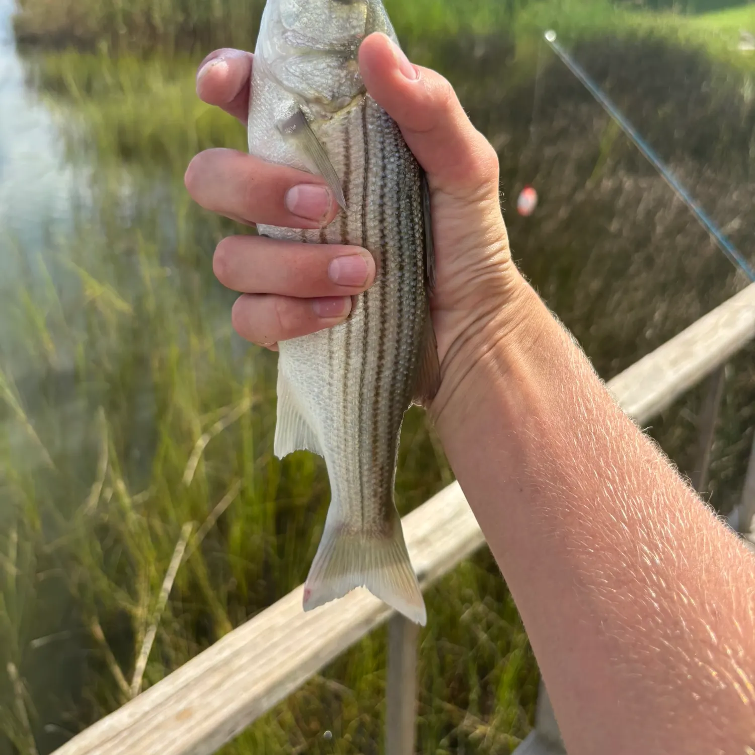 The most recent Striped bass catches on Fishbrain