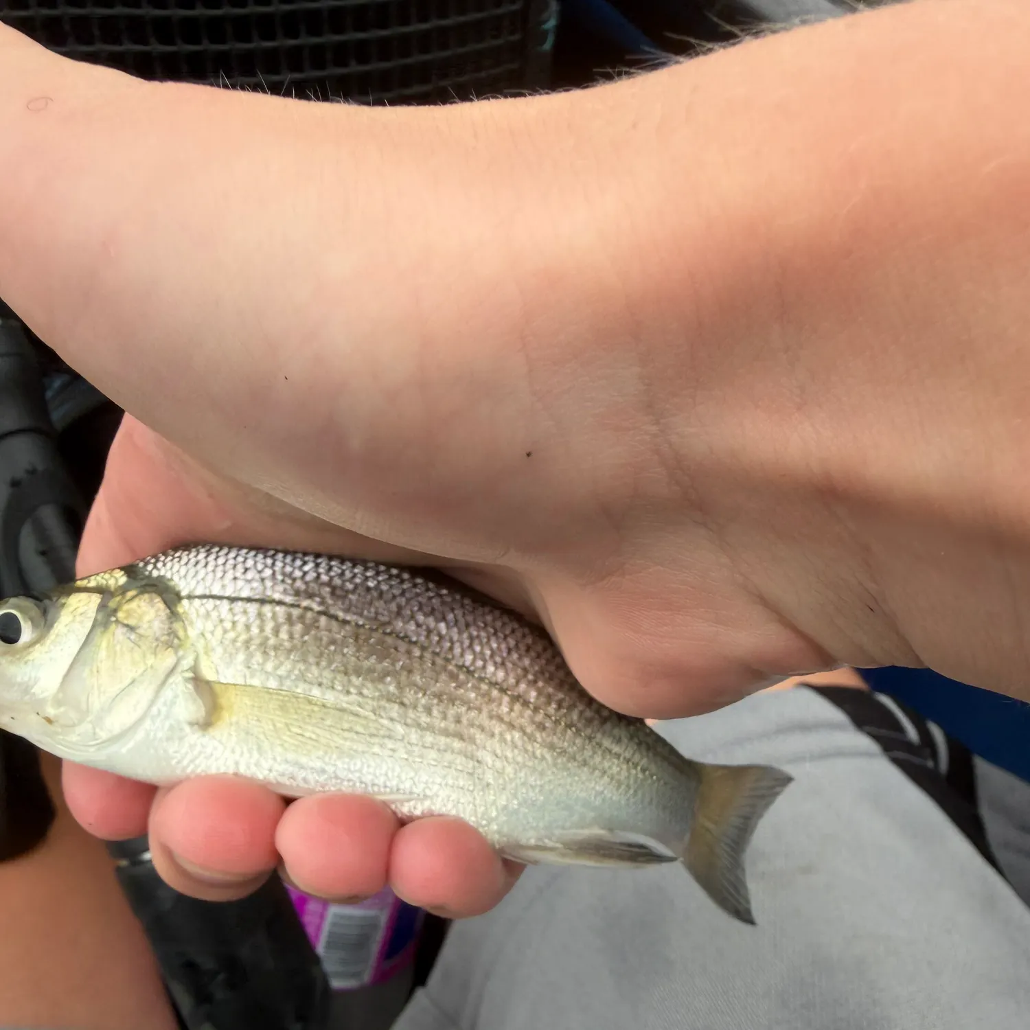 The most recent White perch catches on Fishbrain