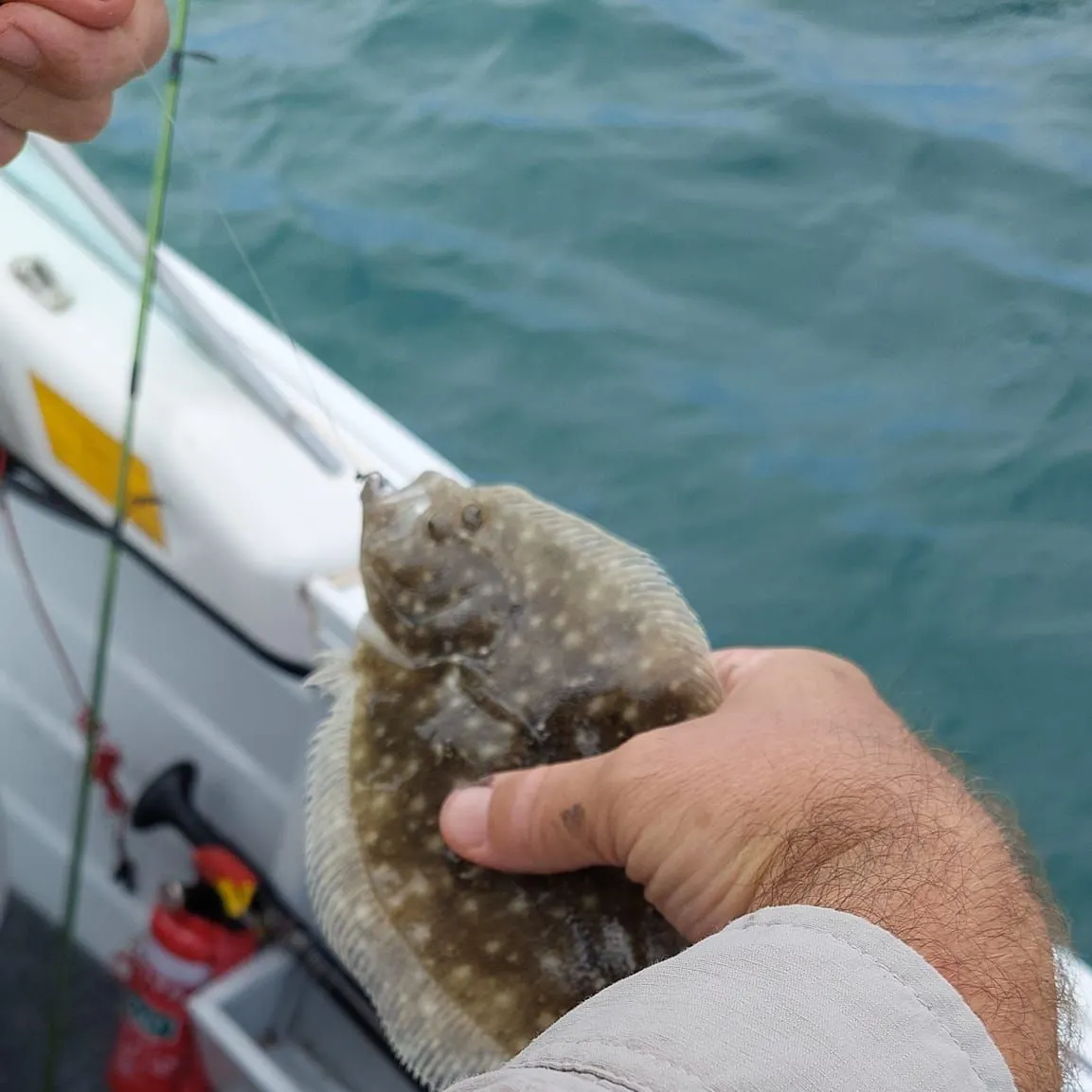 The most recent Largetooth flounder catches on Fishbrain