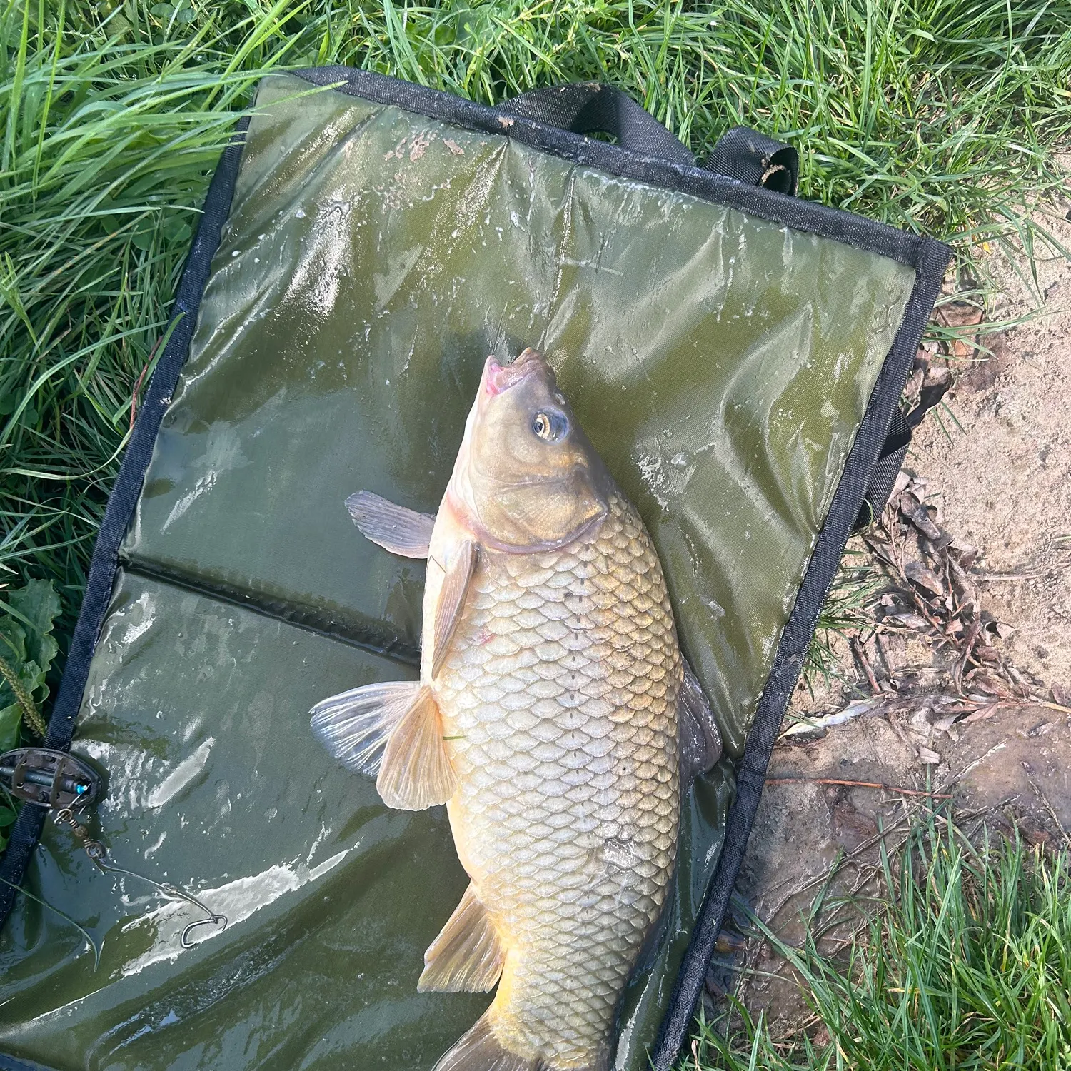 Common carp caught on Fishbrain