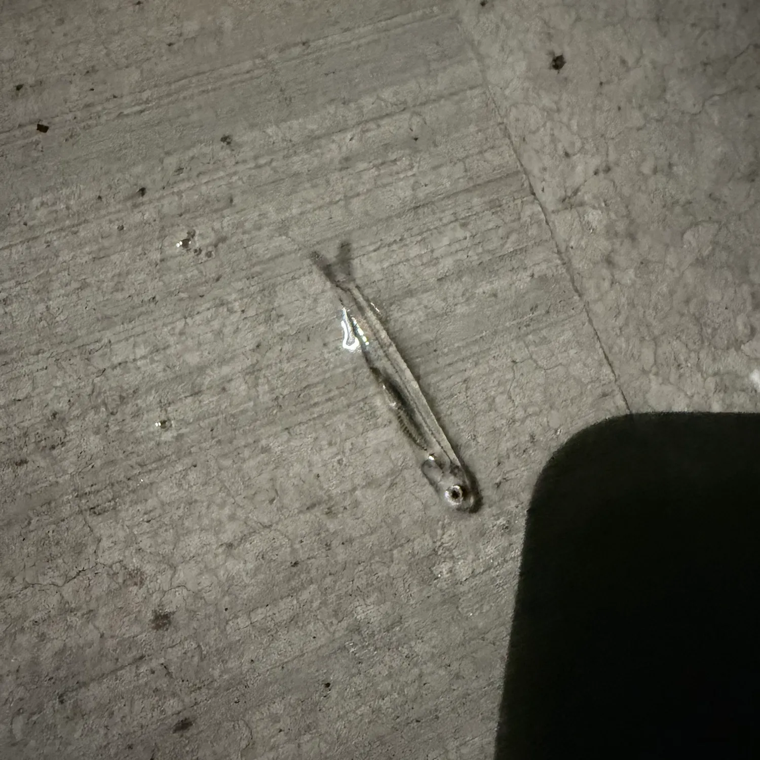 The most recent Northern anchovy catches on Fishbrain