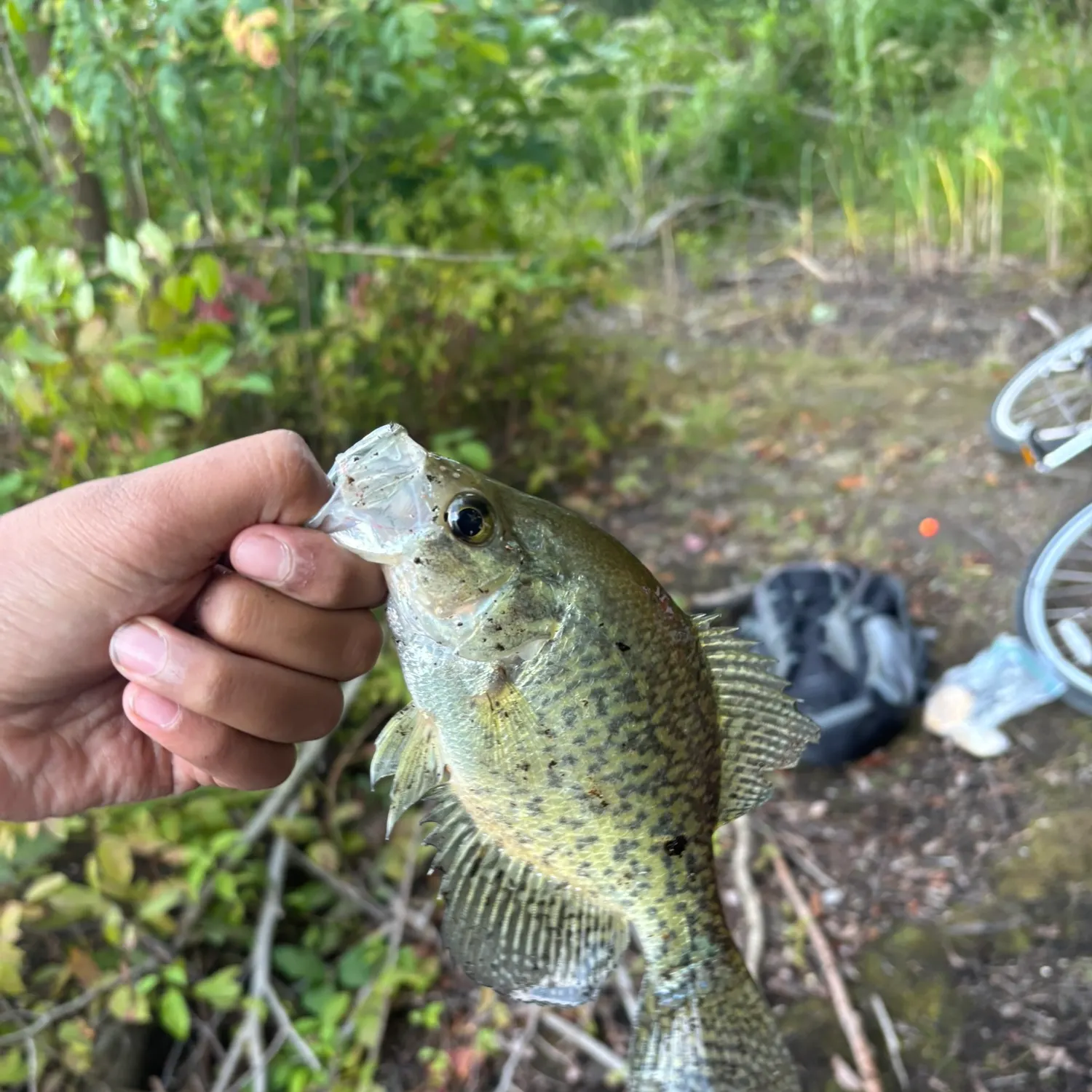 Black crappie caught on Fishbrain