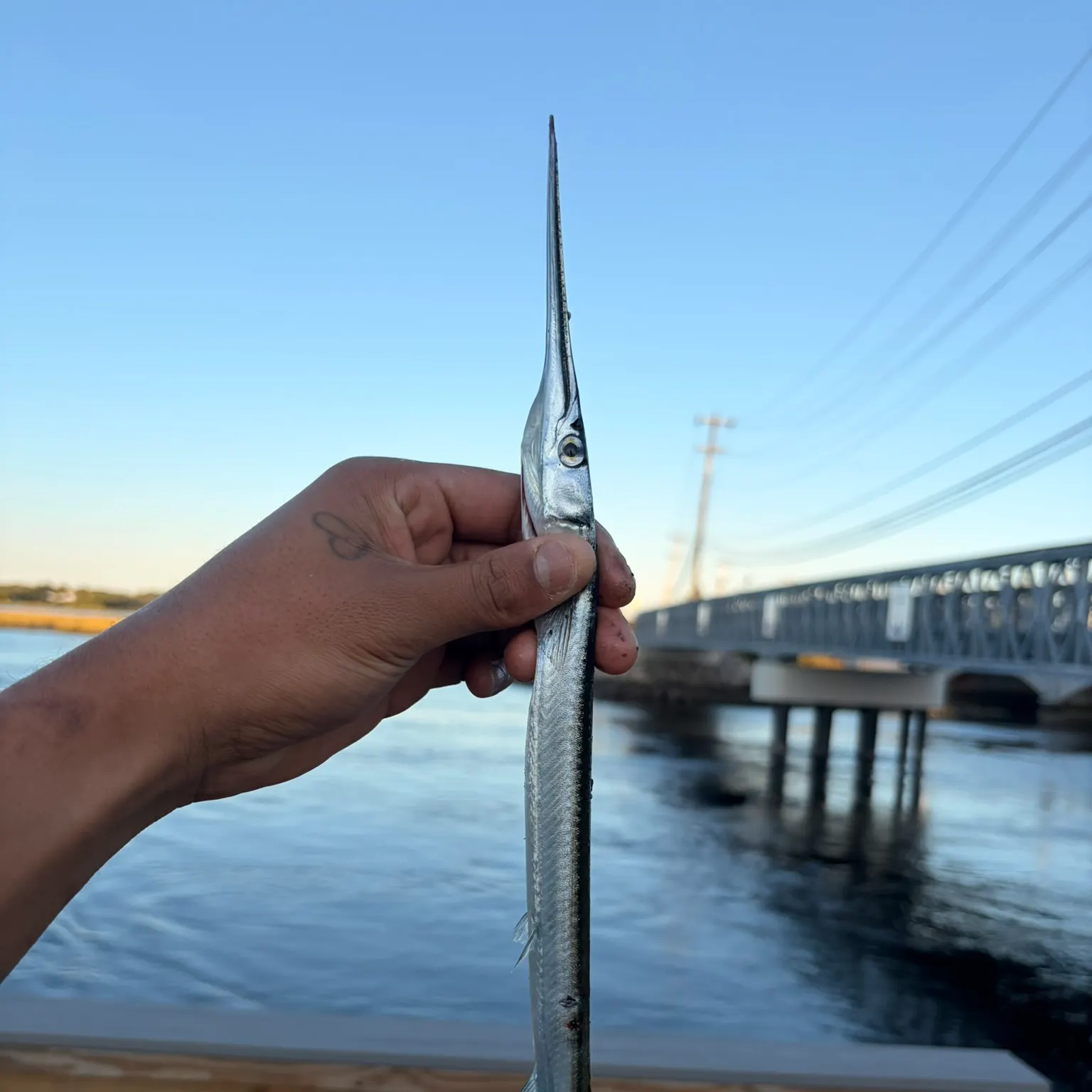 Flat needlefish caught on Fishbrain