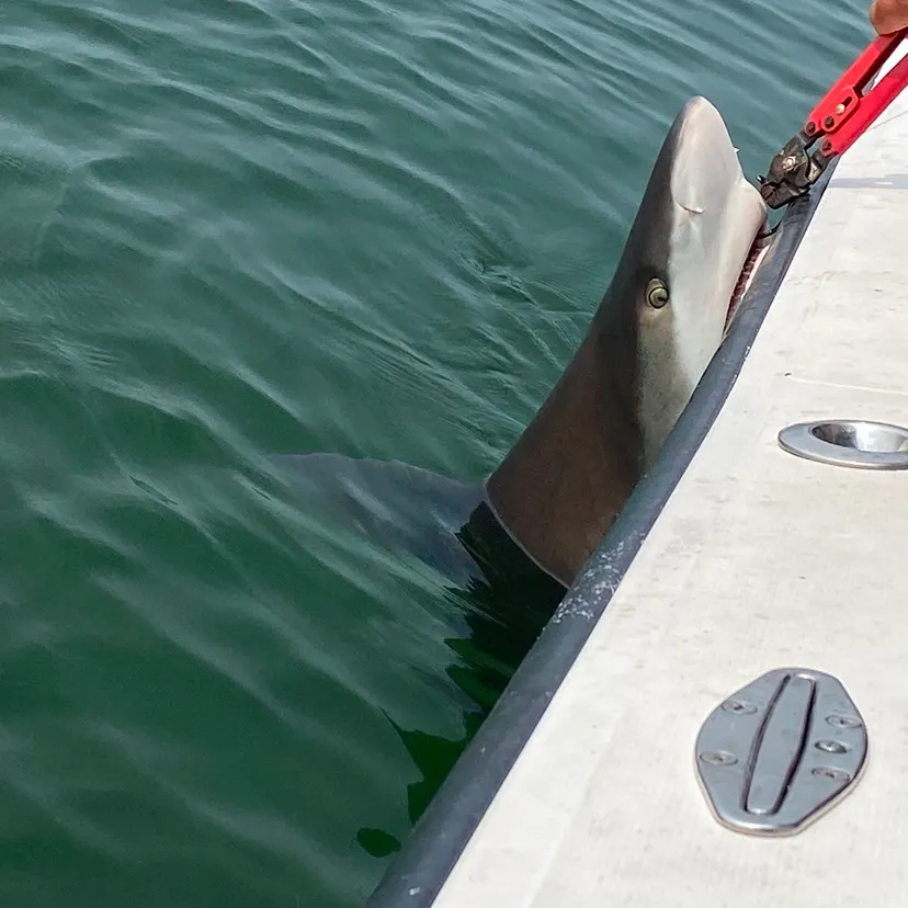 The most recent Sandbar shark catches on Fishbrain