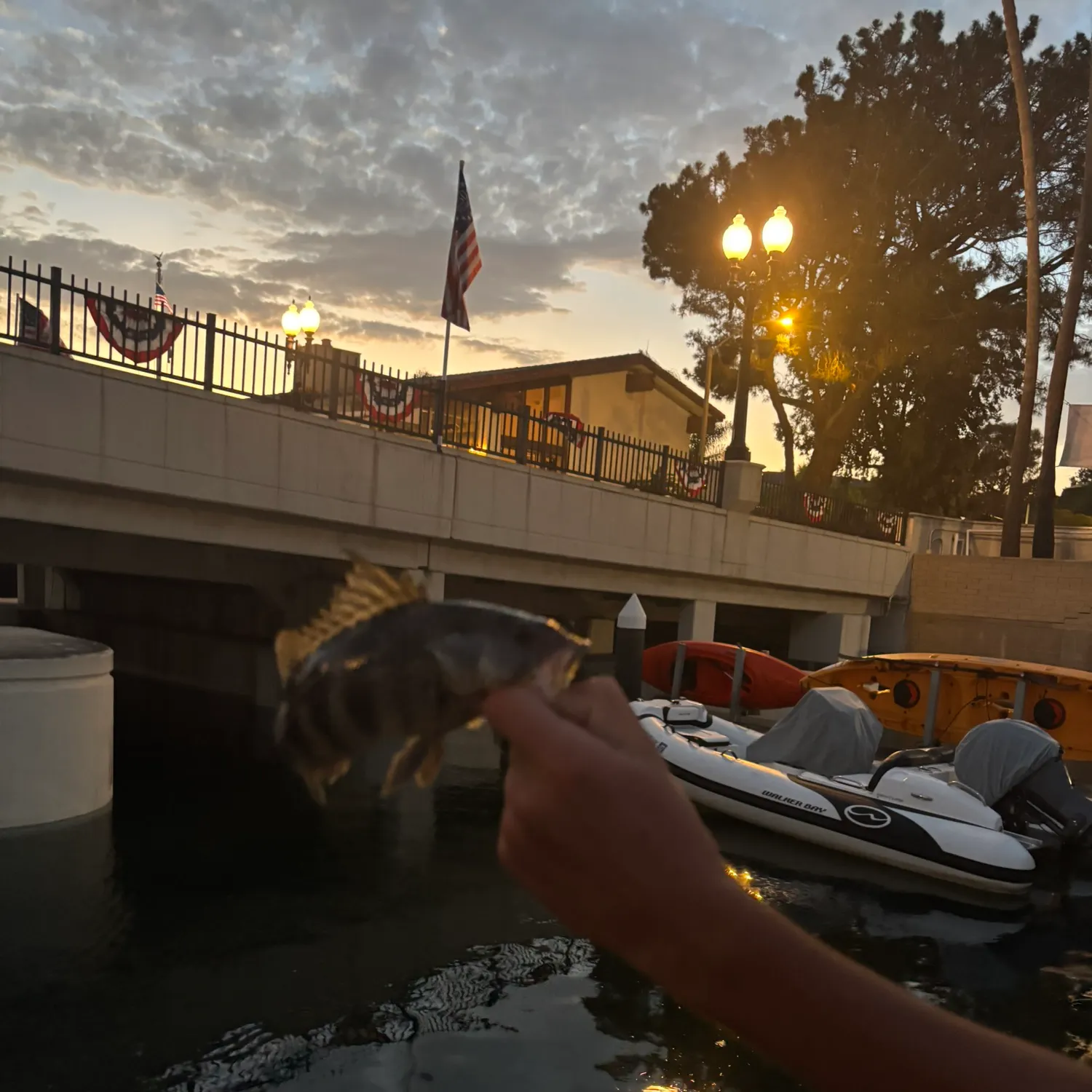 The most recent Spotted sand bass catches on Fishbrain