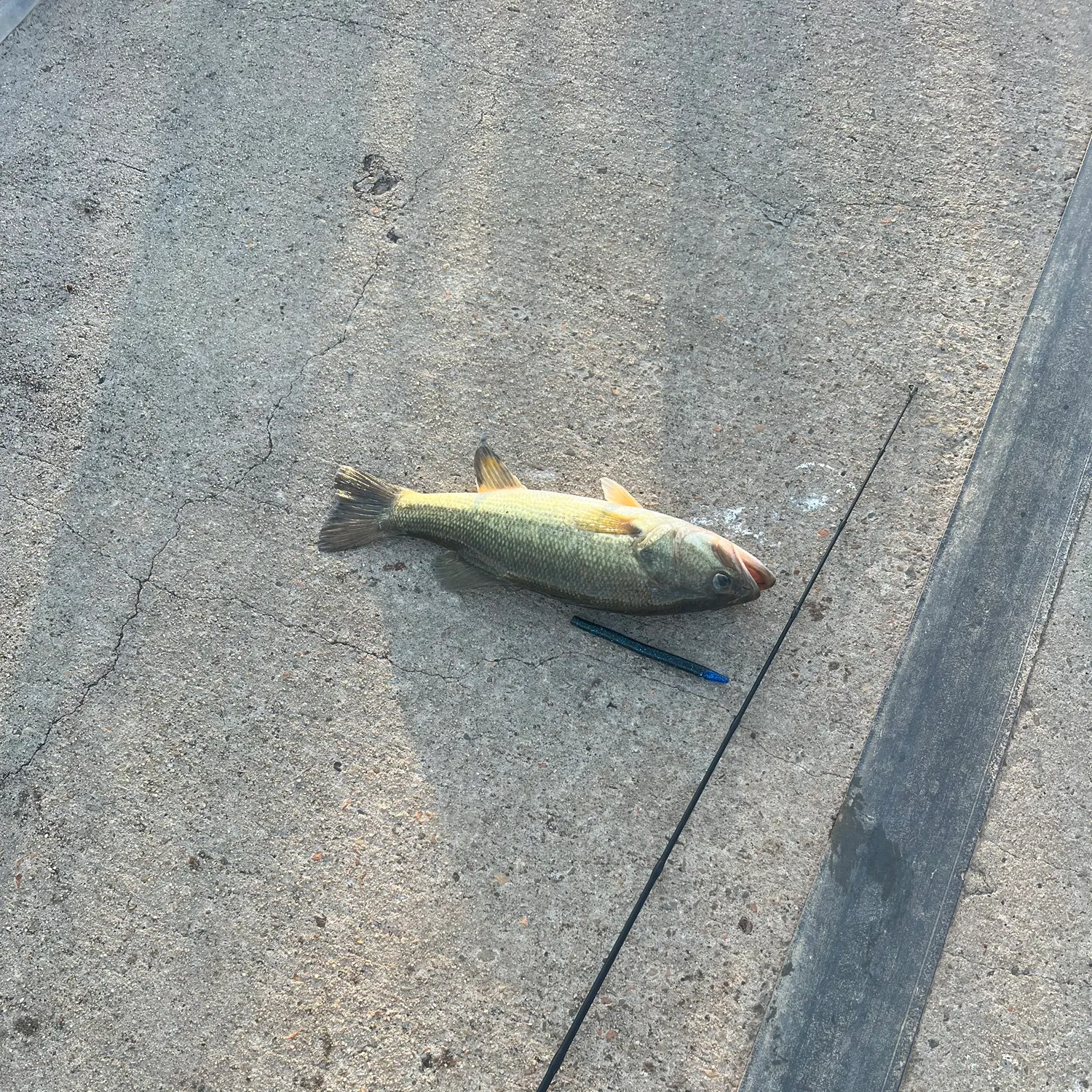 Largemouth bass caught on Fishbrain