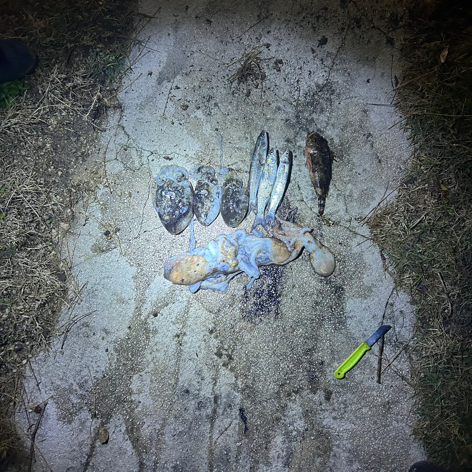 The most recent Common cuttlefish catches on Fishbrain