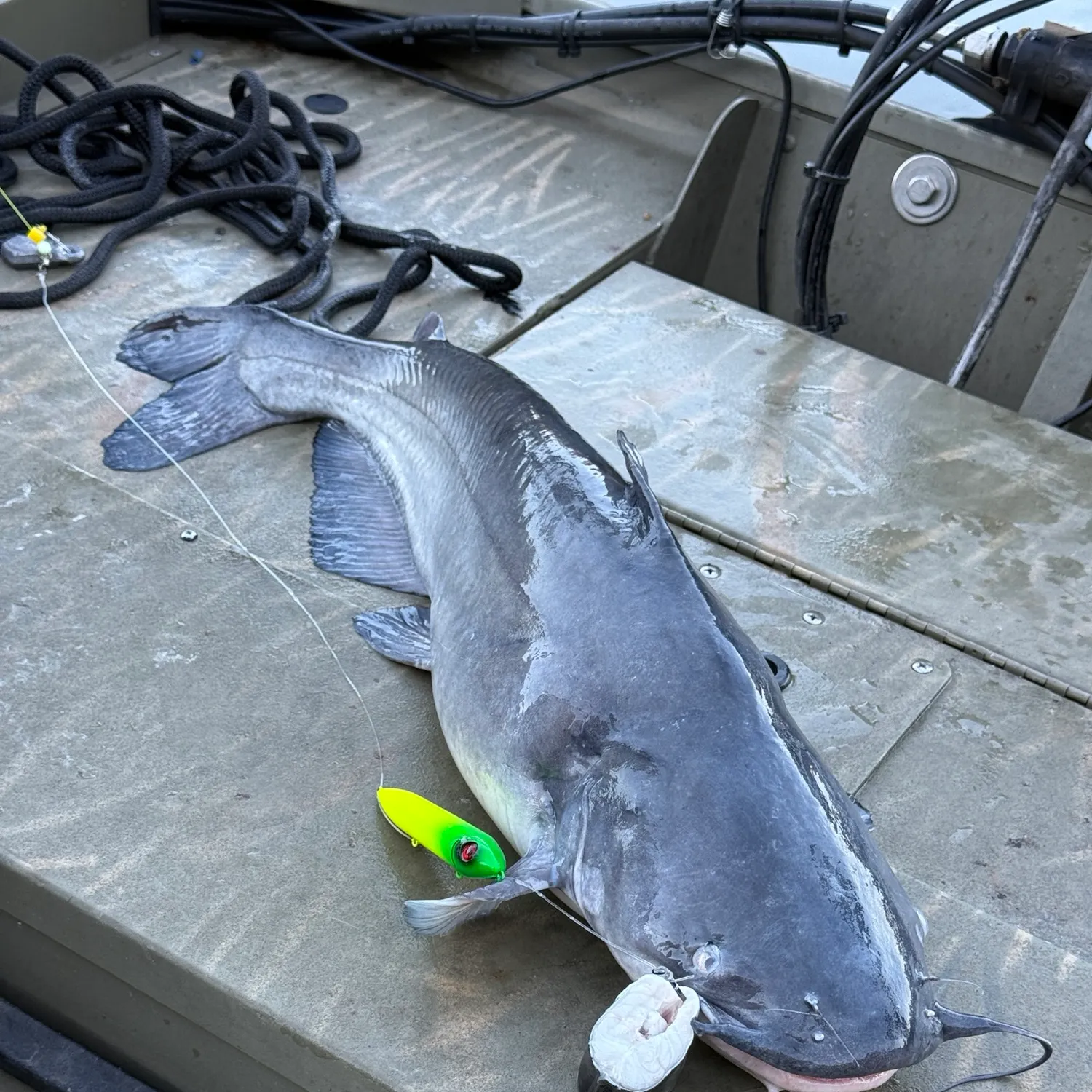 Blue catfish caught on Fishbrain