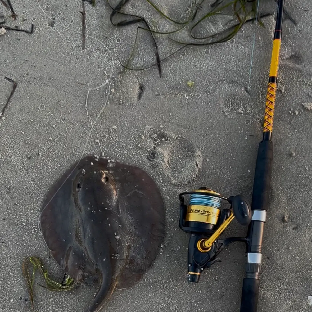 The most recent Haller's round ray catches on Fishbrain