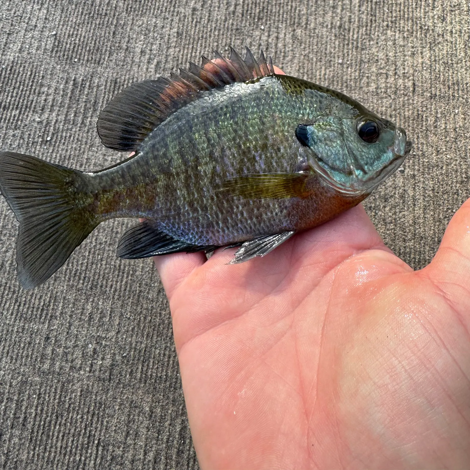 Bluegill caught on Fishbrain