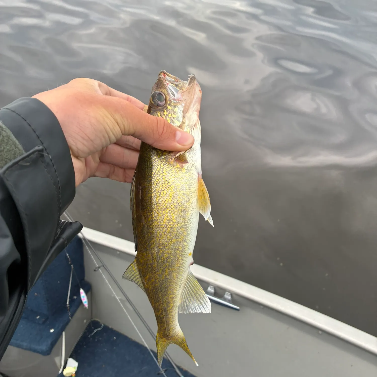 Walleye caught on Fishbrain