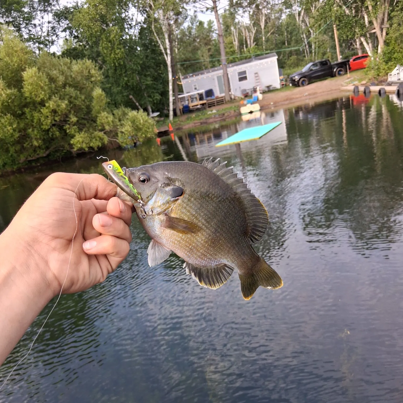 Bluegill caught on Fishbrain