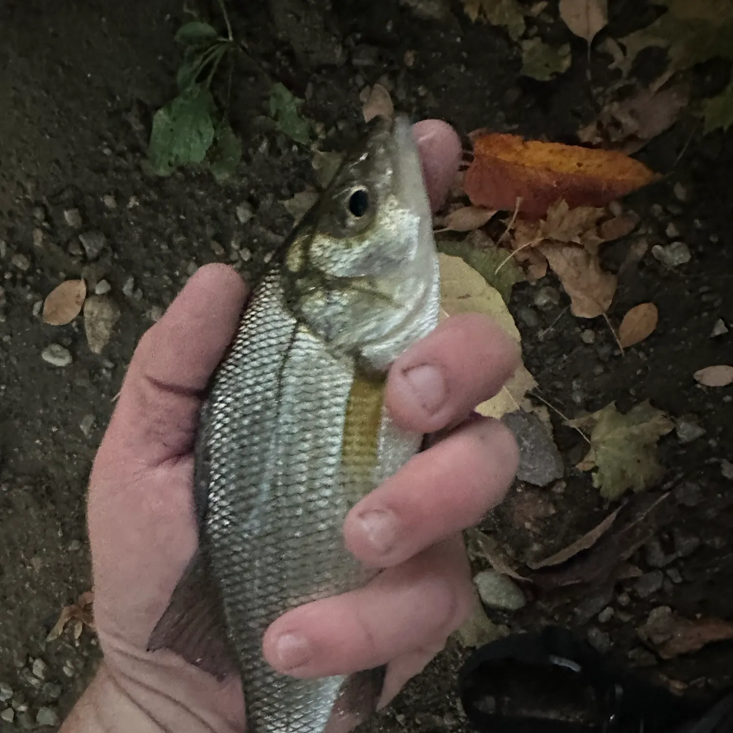 White perch caught on Fishbrain