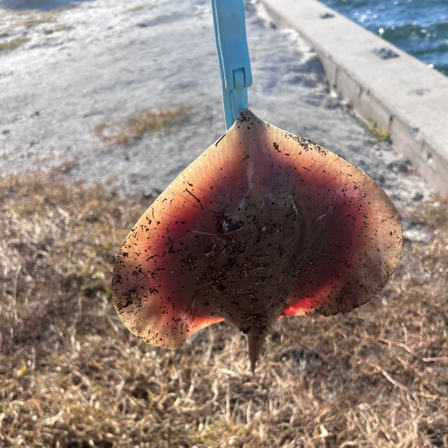 The most recent Bluntnose stingray catches on Fishbrain