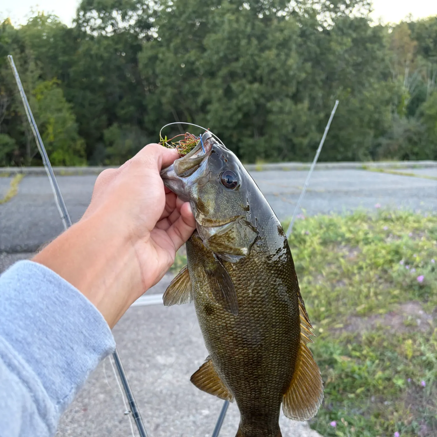 Smallmouth bass caught on Fishbrain